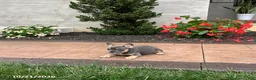French Bulldog dogs for sale: Quinn - Ad 5