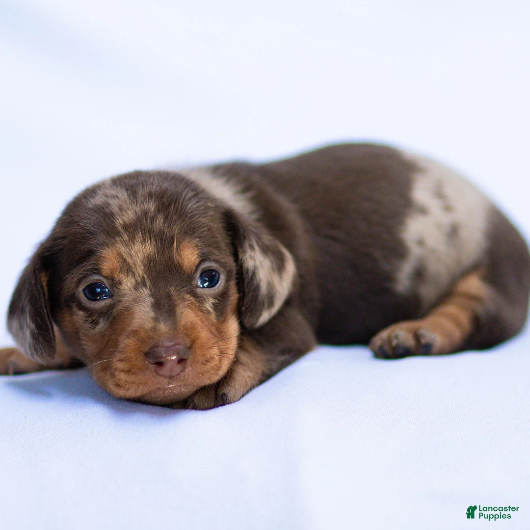 Miniature Dachshund dogs for sale: Theo Miniature Dachshund Puppy  - Ad 1