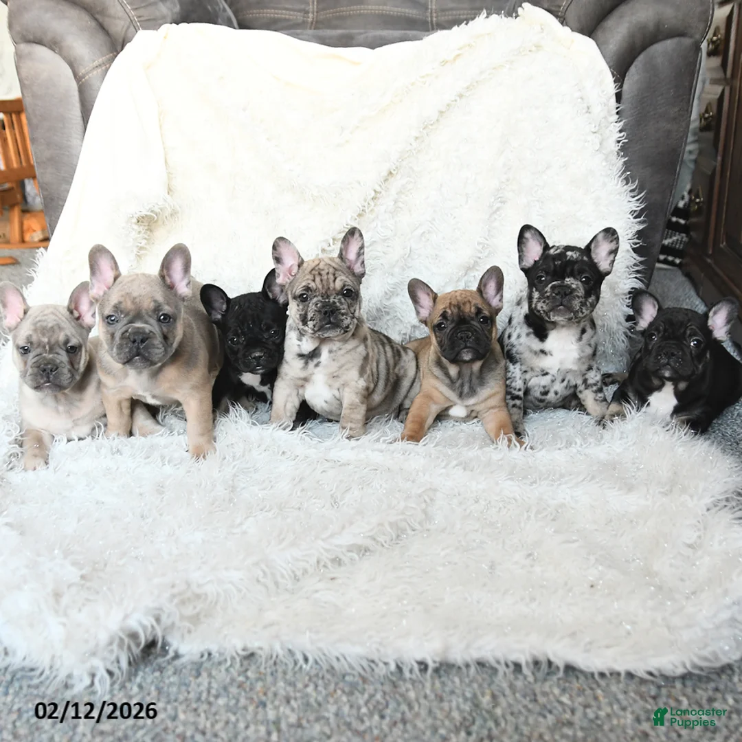 French Bulldog dogs for sale: Happy - Ad 5