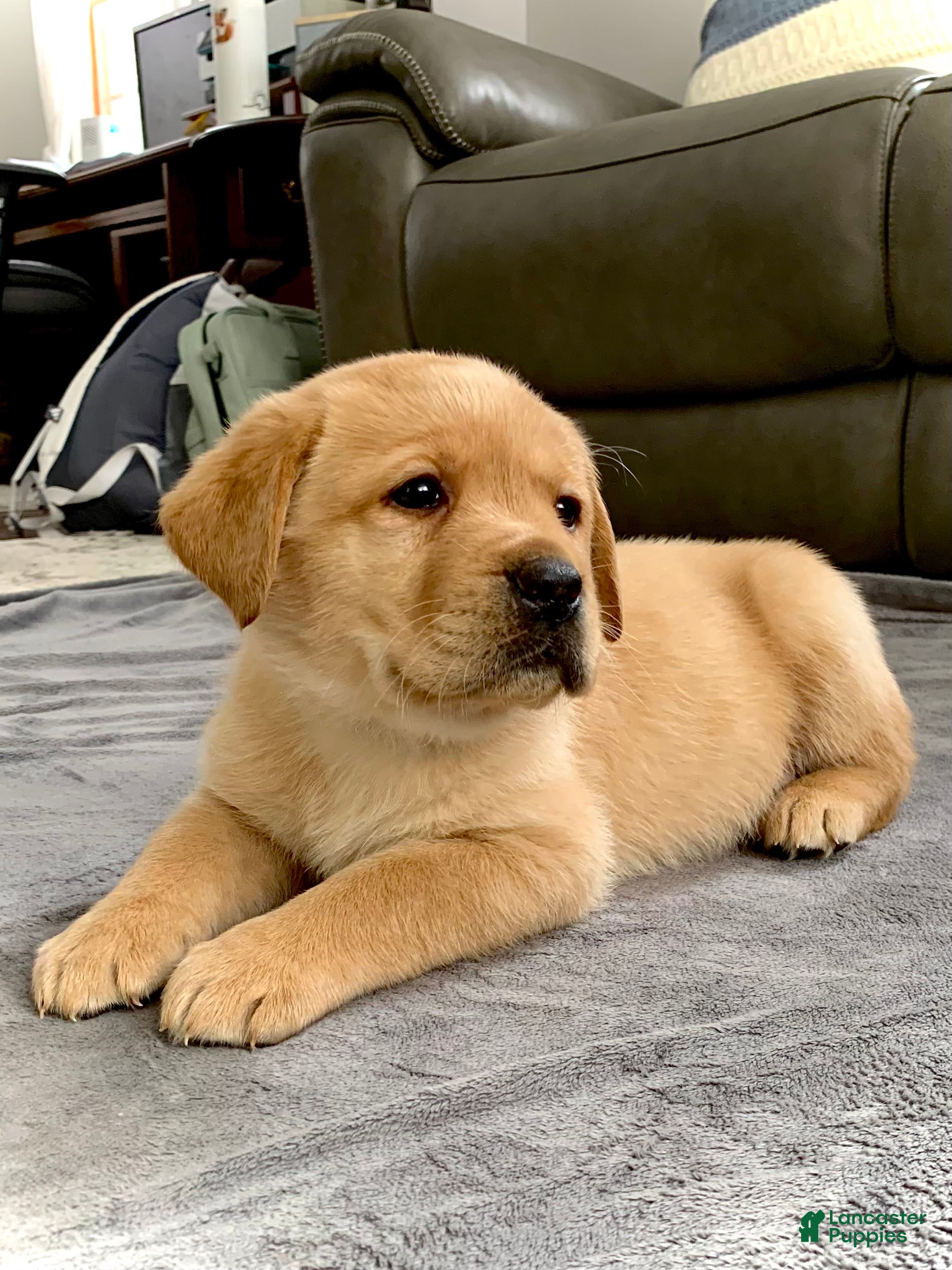 Labrador Retriever dogs for sale: Remington - Ad 3