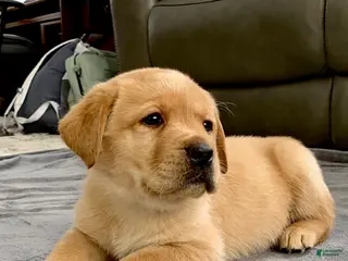 Labrador Retriever dogs Remington - Ad 19