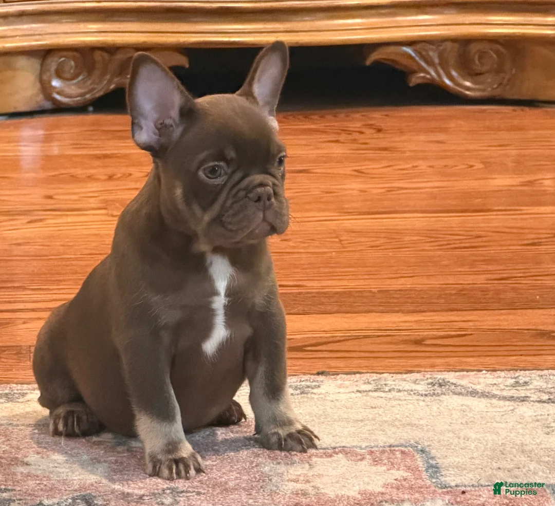 French Bulldog dogs for sale: Lil Major  - Ad 1