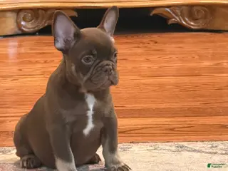 French Bulldog dogs Lil Major - Ad 40