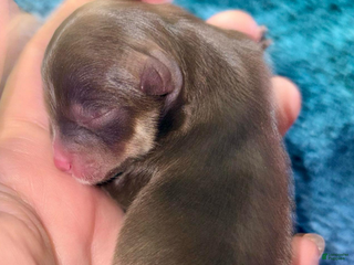 Pomeranian dogs Nadia - Ad 2