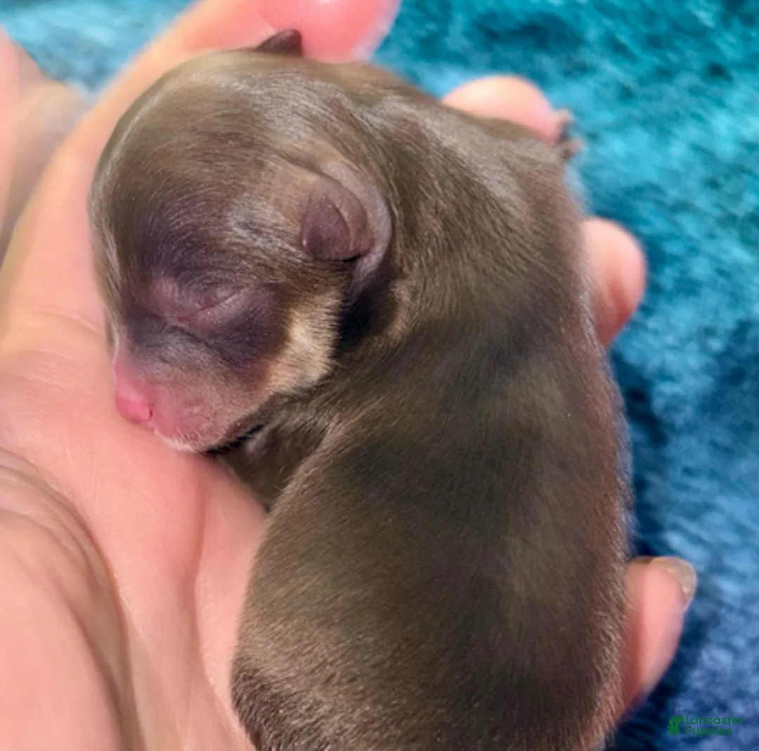 Pomeranian dogs for sale: Nadia - Ad 1