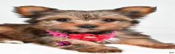 Yorkshire Terrier dogs for sale: Jana - Ad 3