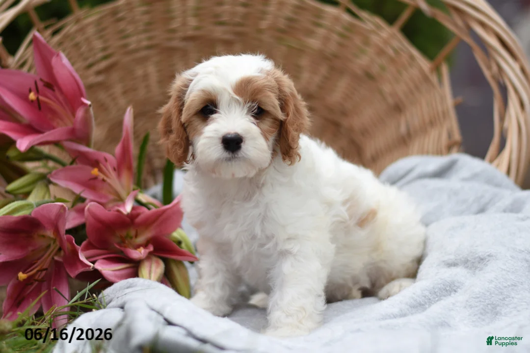 Cavapoo dogs for sale: Misty - Ad 1