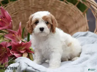 Cavapoo dogs for sale: Misty - Ad 1