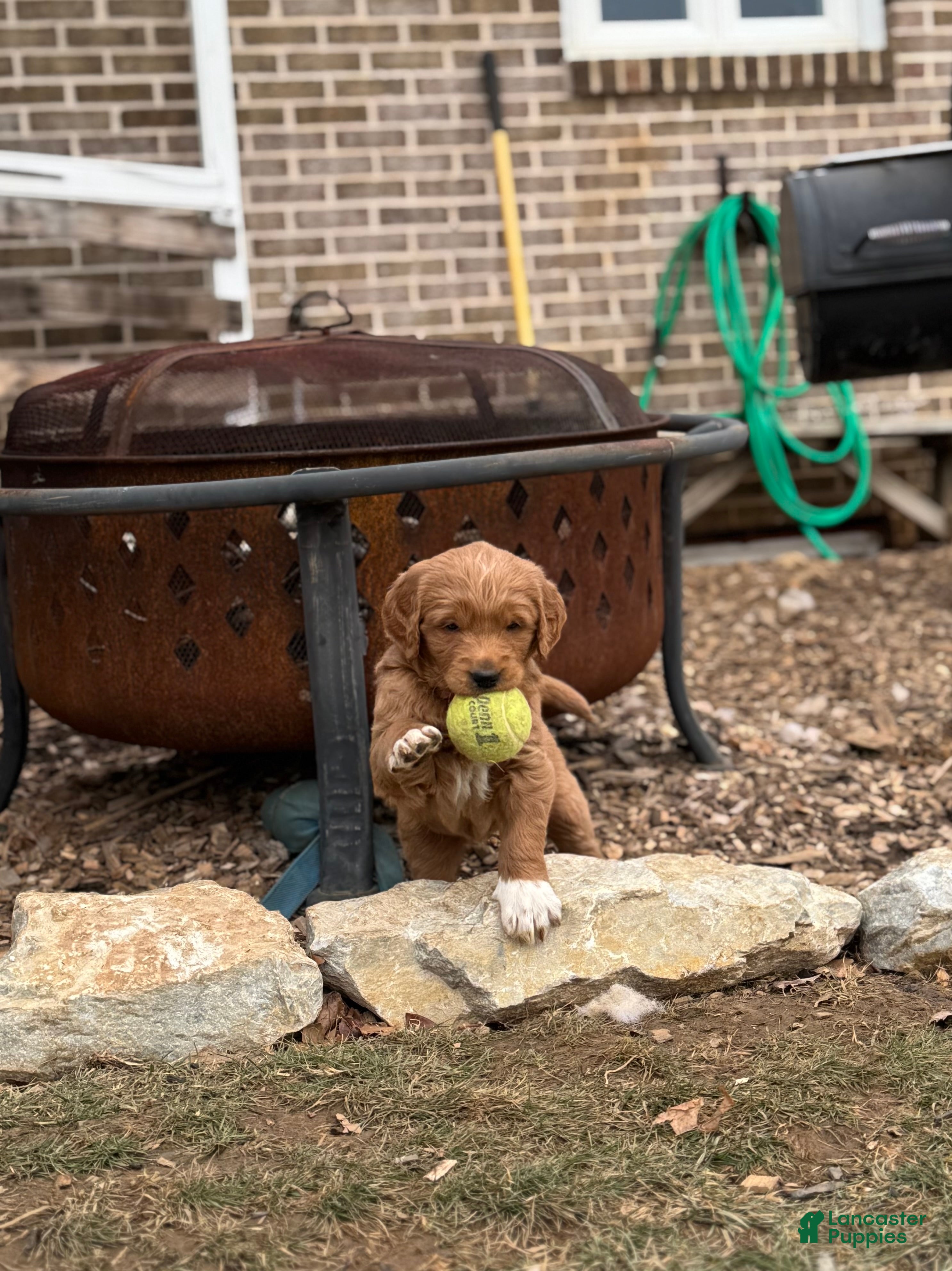 Mixed Breed dogs Aspen - Ad 34