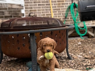 Mixed Breed dogs Aspen - Ad 36