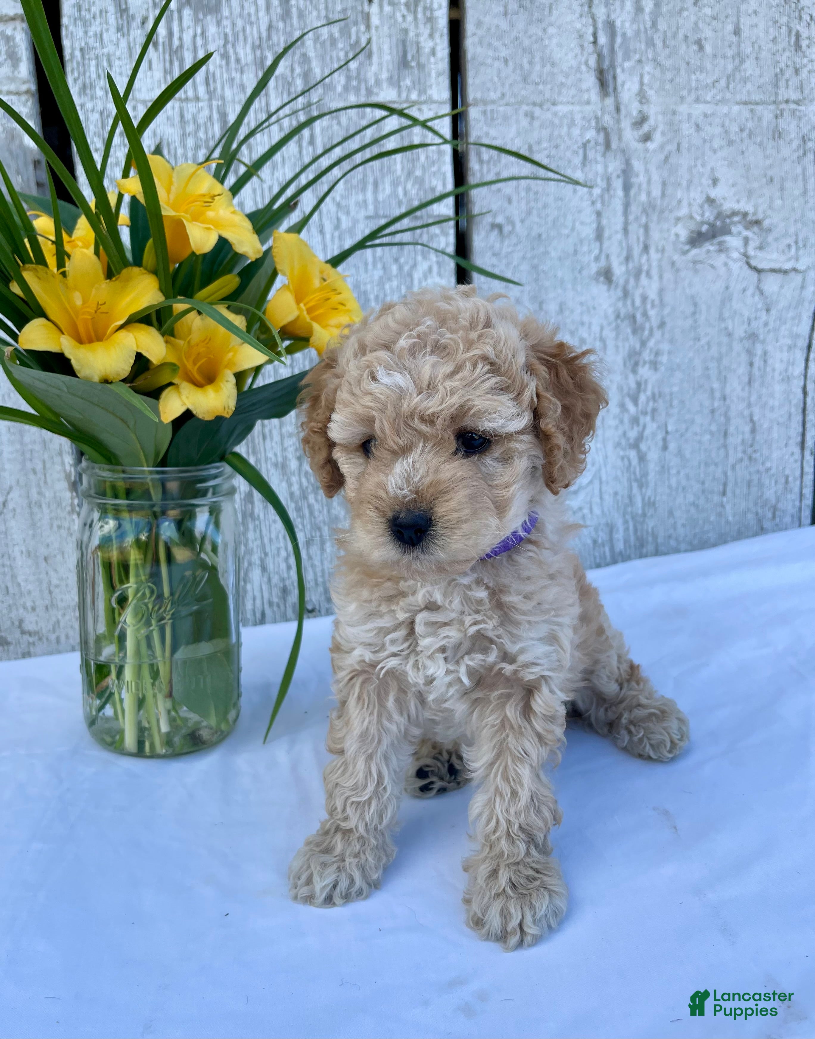 Cockapoo dogs Lavender  - Ad 1