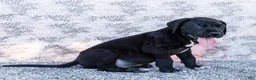 Great Dane dogs for sale: Bruce - Ad 3
