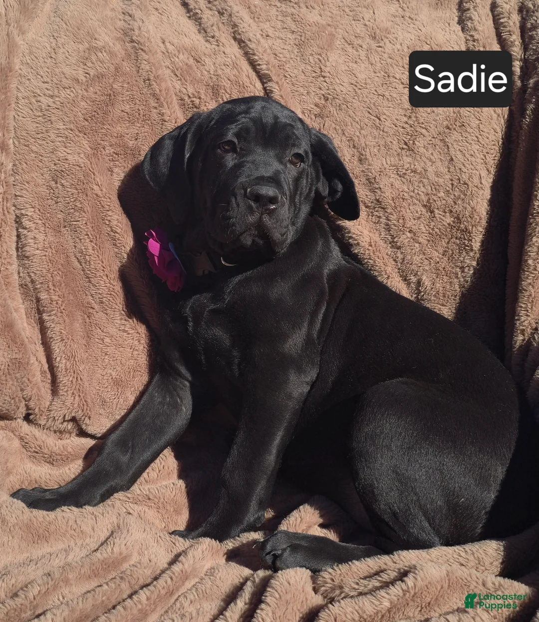 Cane Corso dogs for sale: Sadie - Ad 1