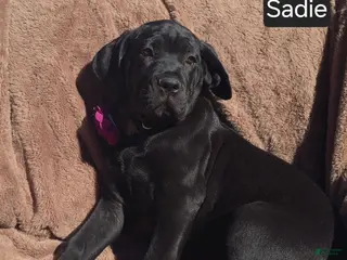 Cane Corso dogs for sale: WEEKEND SPECIAL! Sadie - Ad 2