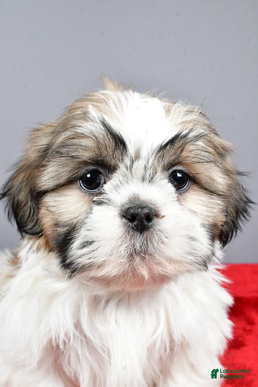 Shih Tzu dogs for sale: Maddie - Ad 6