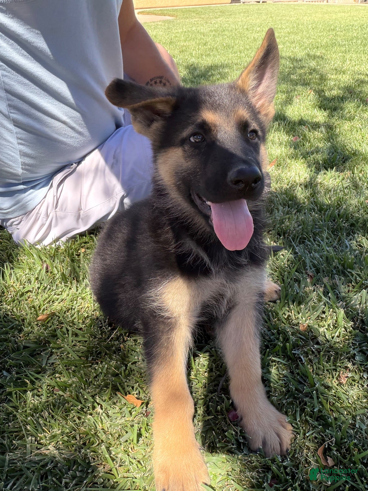 German Shepherd dogs German Shepherd 4 - Ad 26