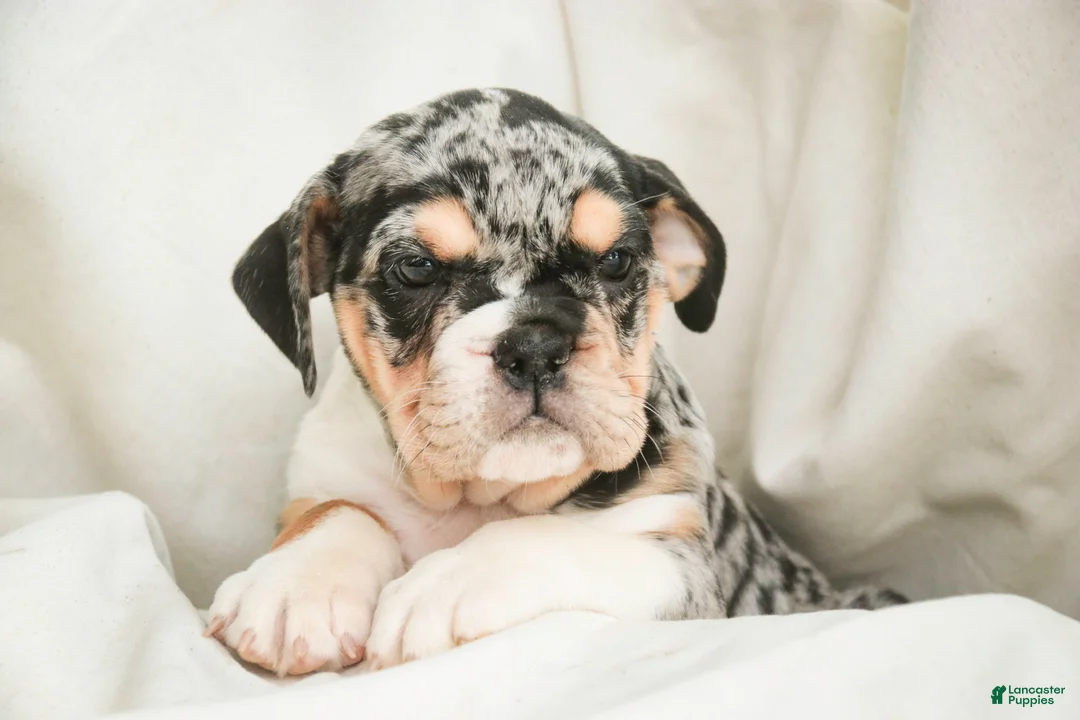 English Bulldog dogs for sale: Glitter - Ad 4
