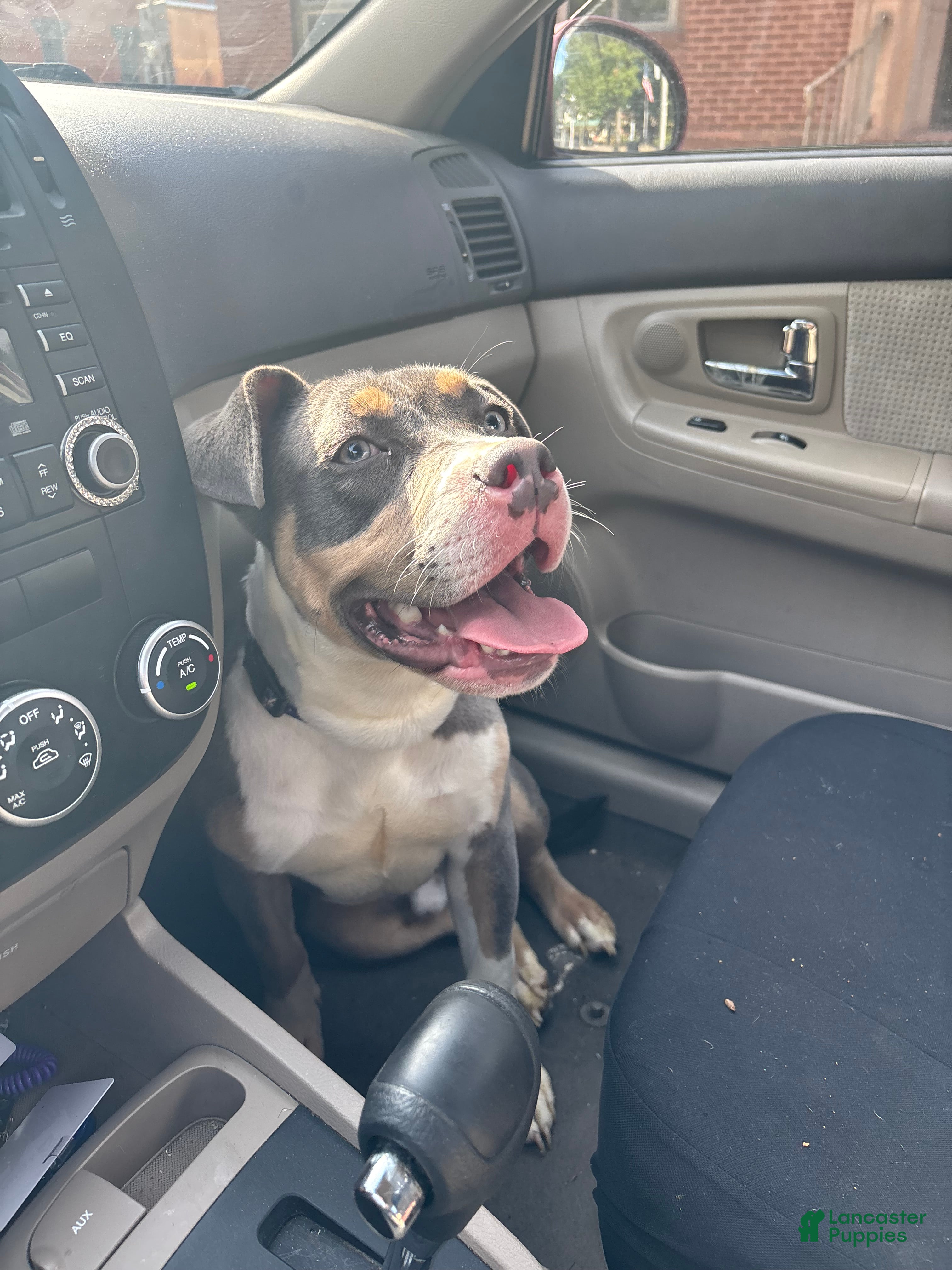 American Pit Bull Terrier dogs for sale: American Pit Bull Terrier Puppy 1 - Ad 4