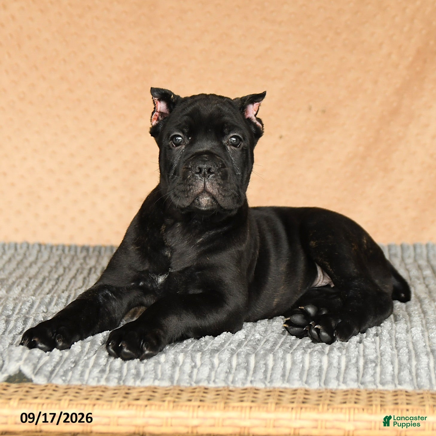Cane Corso dogs Cali  - Ad 2