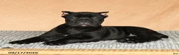 Cane Corso dogs for sale: Cali  - Ad 7