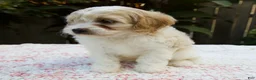 Cavapoo dogs for sale: Finn - Ad 7