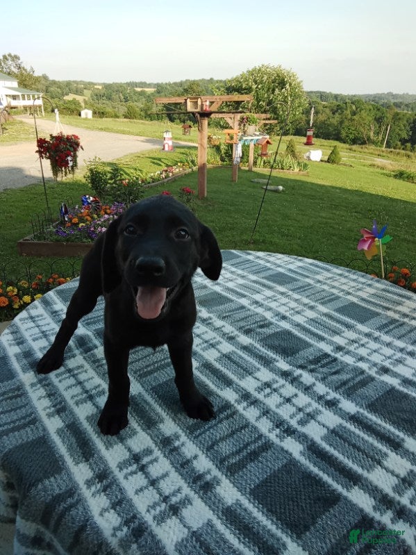 Labrador Retriever dogs Clarie - Ad 1