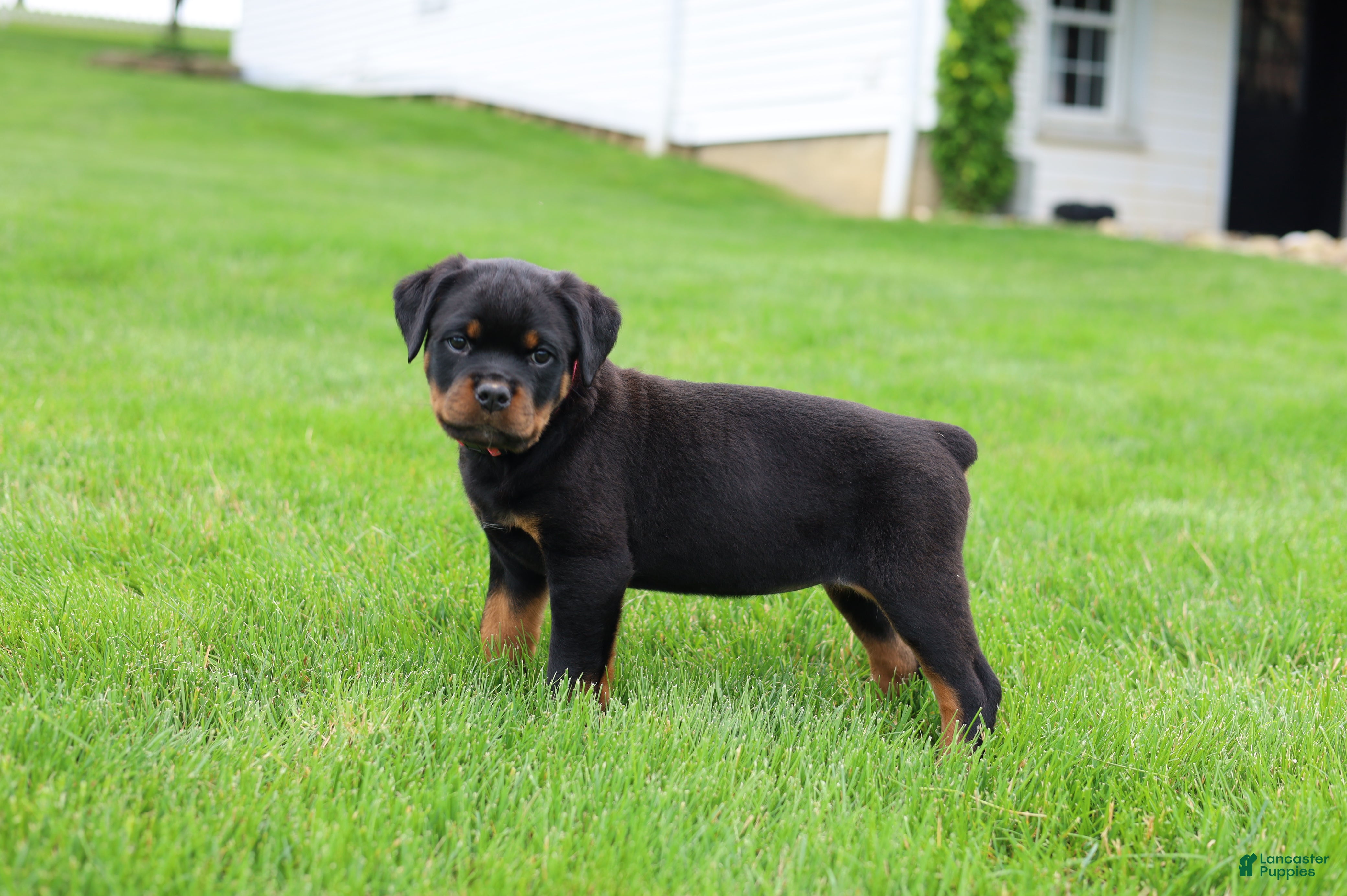 Rottweiler dogs Bailey  - Ad 1