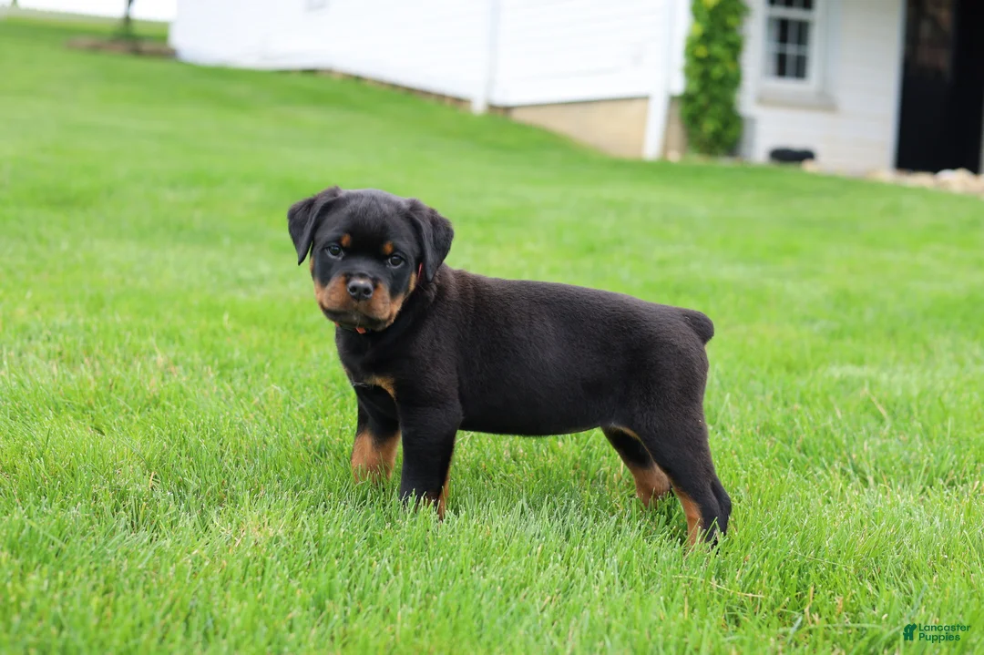 Rottweiler dogs for sale: Bailey  - Ad 1