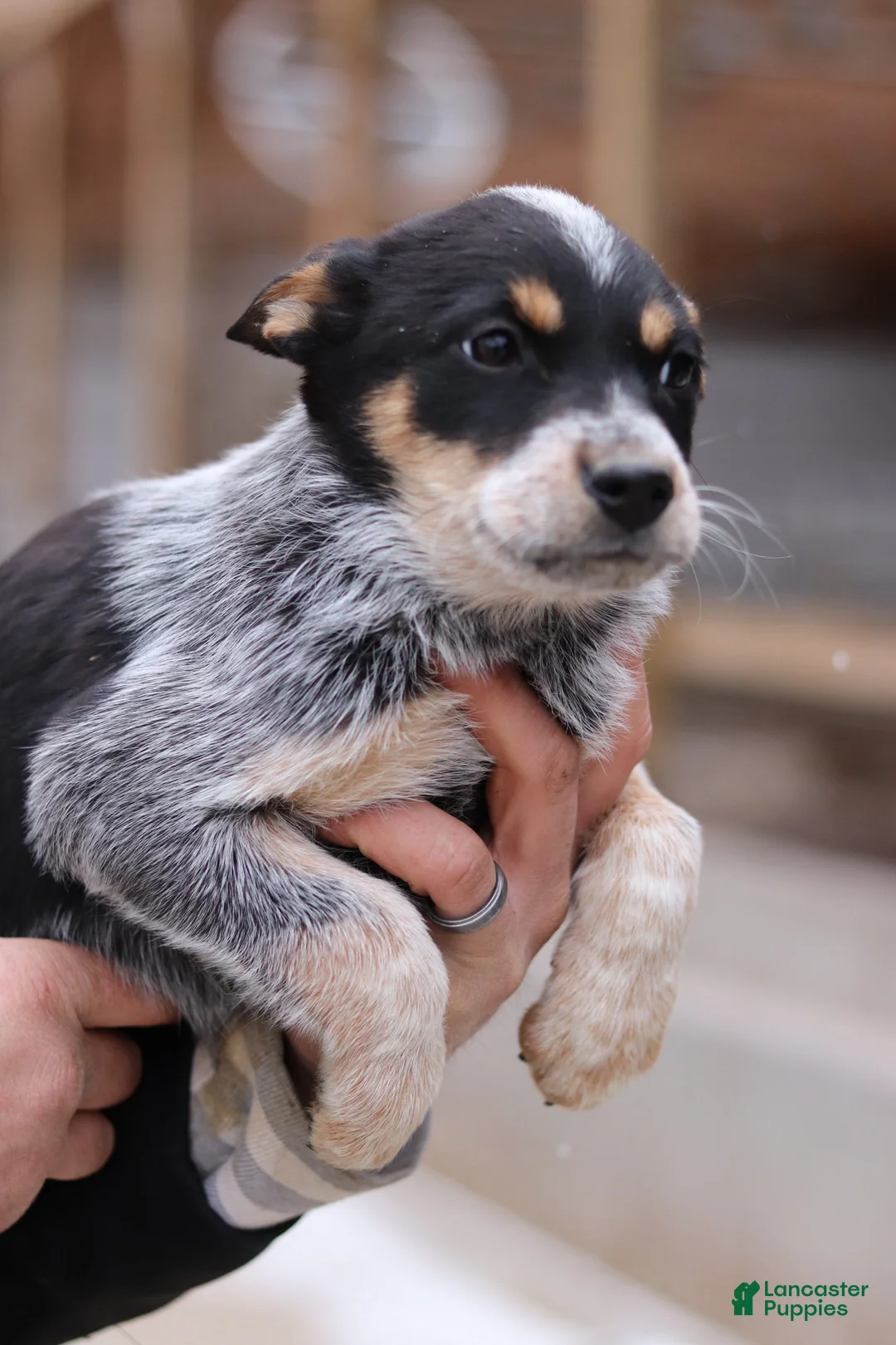 Australian Cattle Dog dogs for sale: Olivia - Ad 2