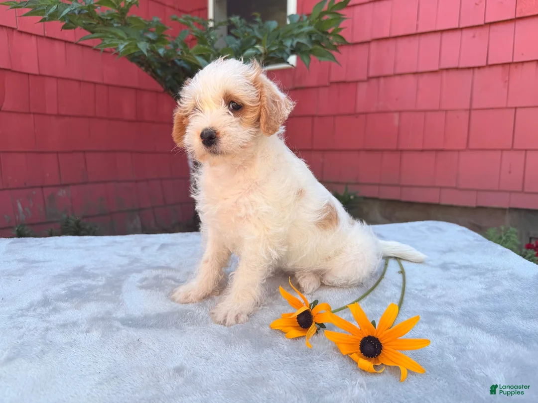 Schnoodle dogs for sale: Bella - Ad 4
