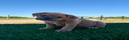 Olde English Bulldogge dogs for sale: Luna - Ad 3