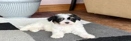 Havapoo dogs for sale: Havapoo girl 1 - Ad 11