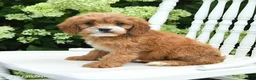 Cavapoo dogs for sale: Daisy - Ad 4