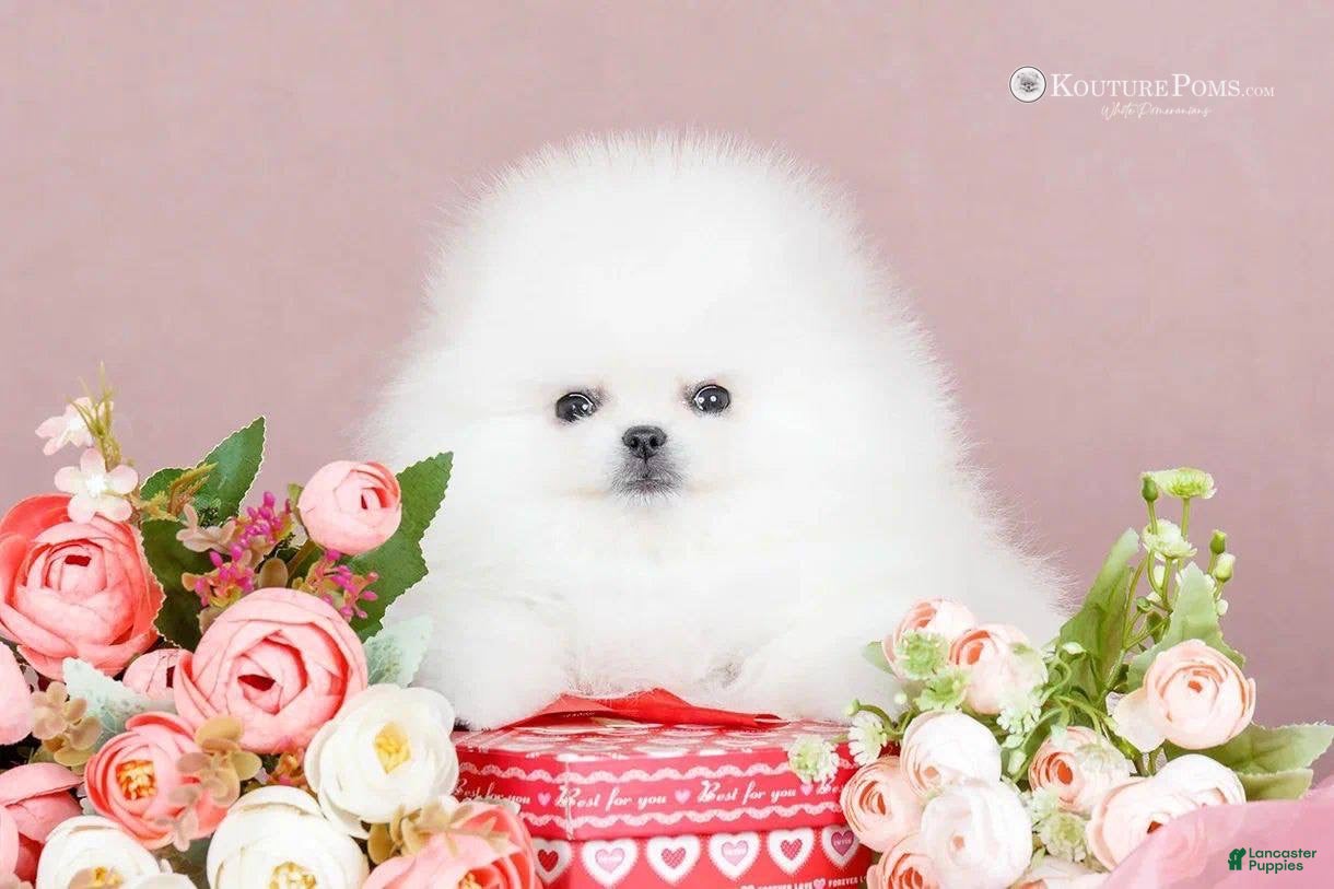 Pomeranian dogs Chanel - Ad 39