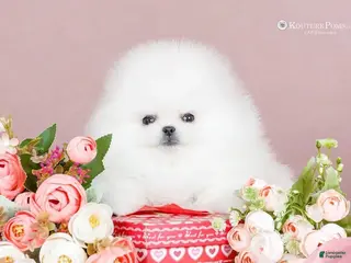 Pomeranian dogs Chanel - Ad 39