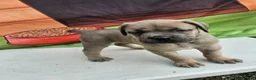 Cane Corso dogs for sale: ZEUS - Ad 4