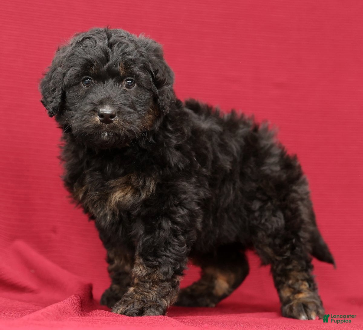 Mini Bernedoodle dogs Russ - Ad 7