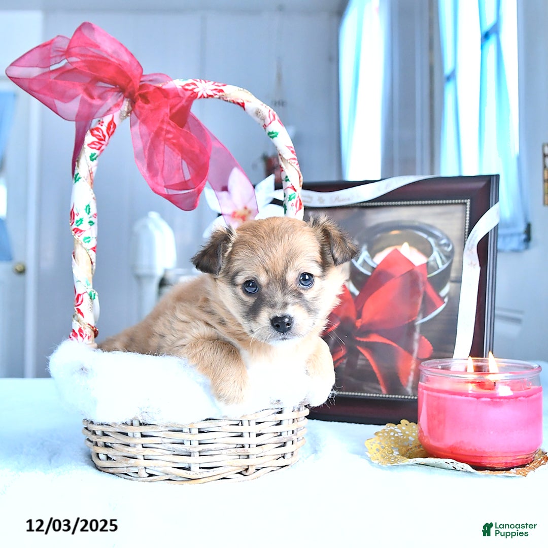 Chihuahua dogs for sale: Mr. Sparky (Long-Haired) - Ad 4