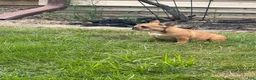 French Bulldog dogs for sale: Georgia - Ad 4
