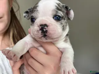 Frenchton dogs Frenchton Puppy 2 - Ad 20