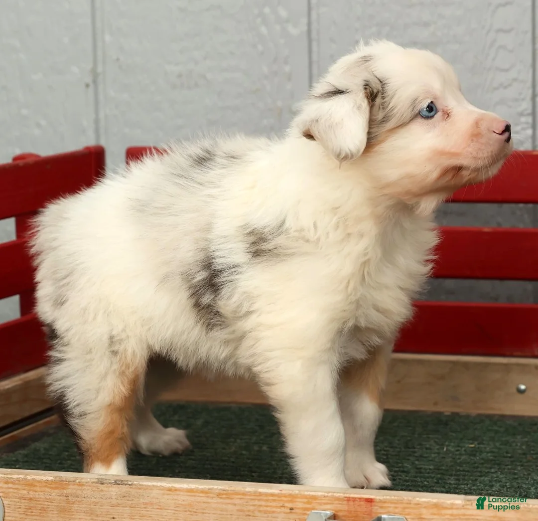 Australian Shepherd dogs for sale: Gordy - Ad 8