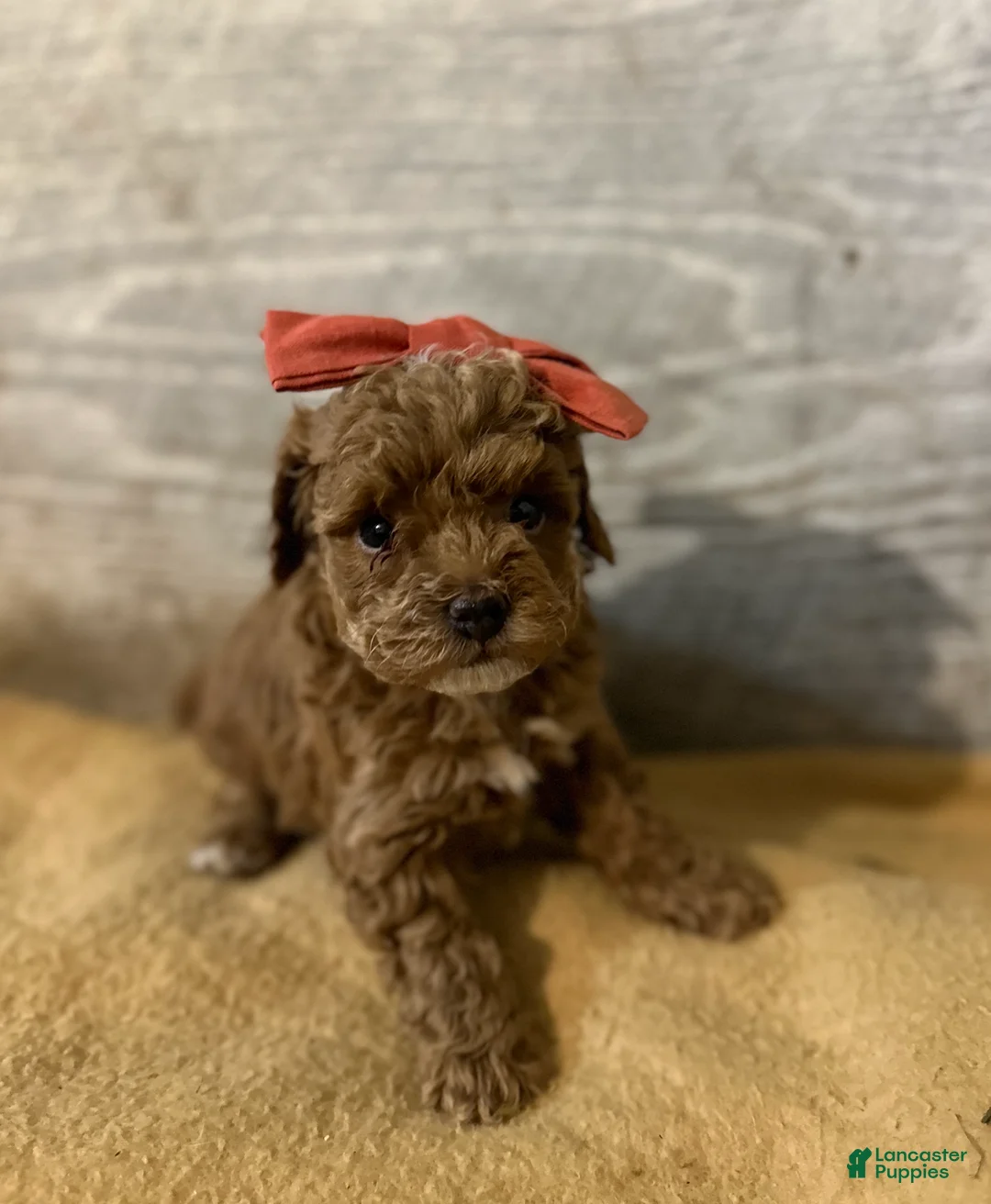 Toy Poodle dogs for sale: Tiny Teena  - Ad 2