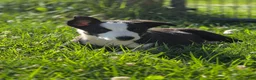 Border Collie dogs for sale: Kaida - Ad 8
