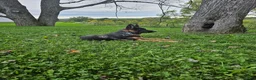 German Shepherd dogs for sale: Joe - Ad 4