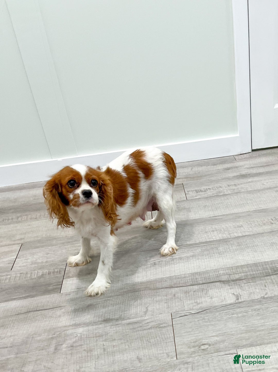 Cavalier King Charles Spaniel dogs for sale: Chloe - Ad 6