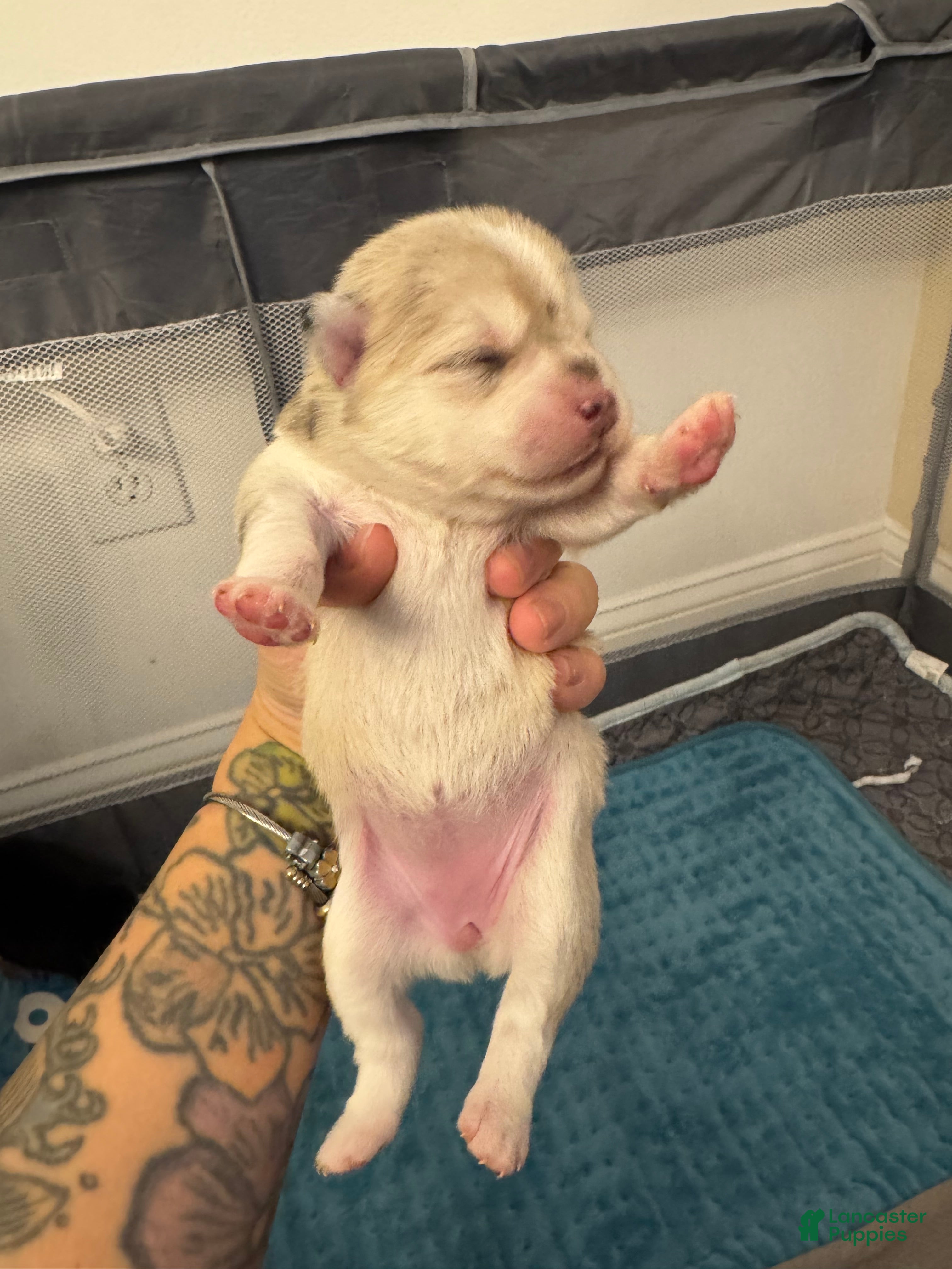 Pomsky dogs Female silver multi color - Ad 17