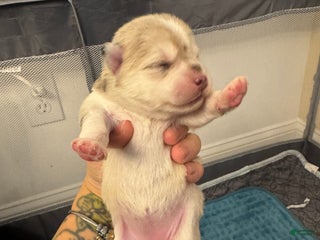 Pomsky dogs Female silver multi color - Ad 17