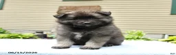 Keeshond dogs for sale: Sawyer - Ad 5