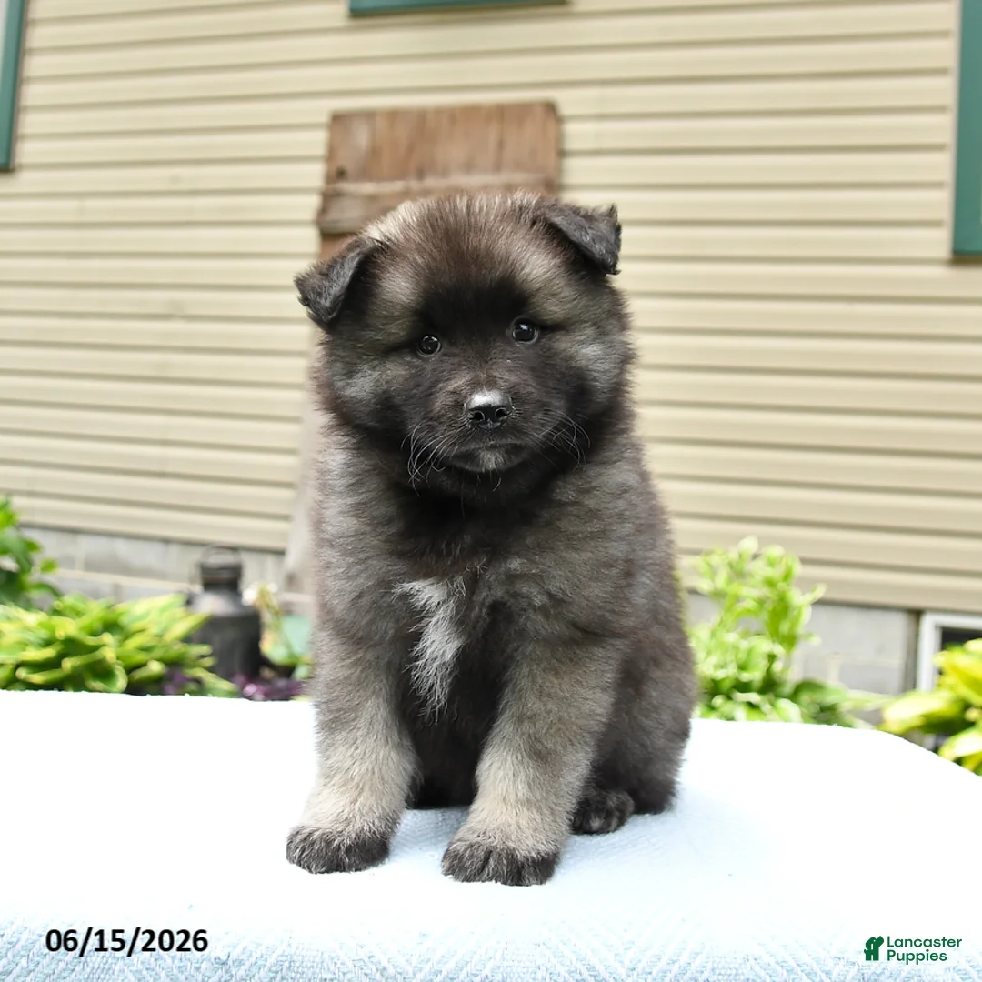 Keeshond dogs for sale: Sawyer - Ad 5