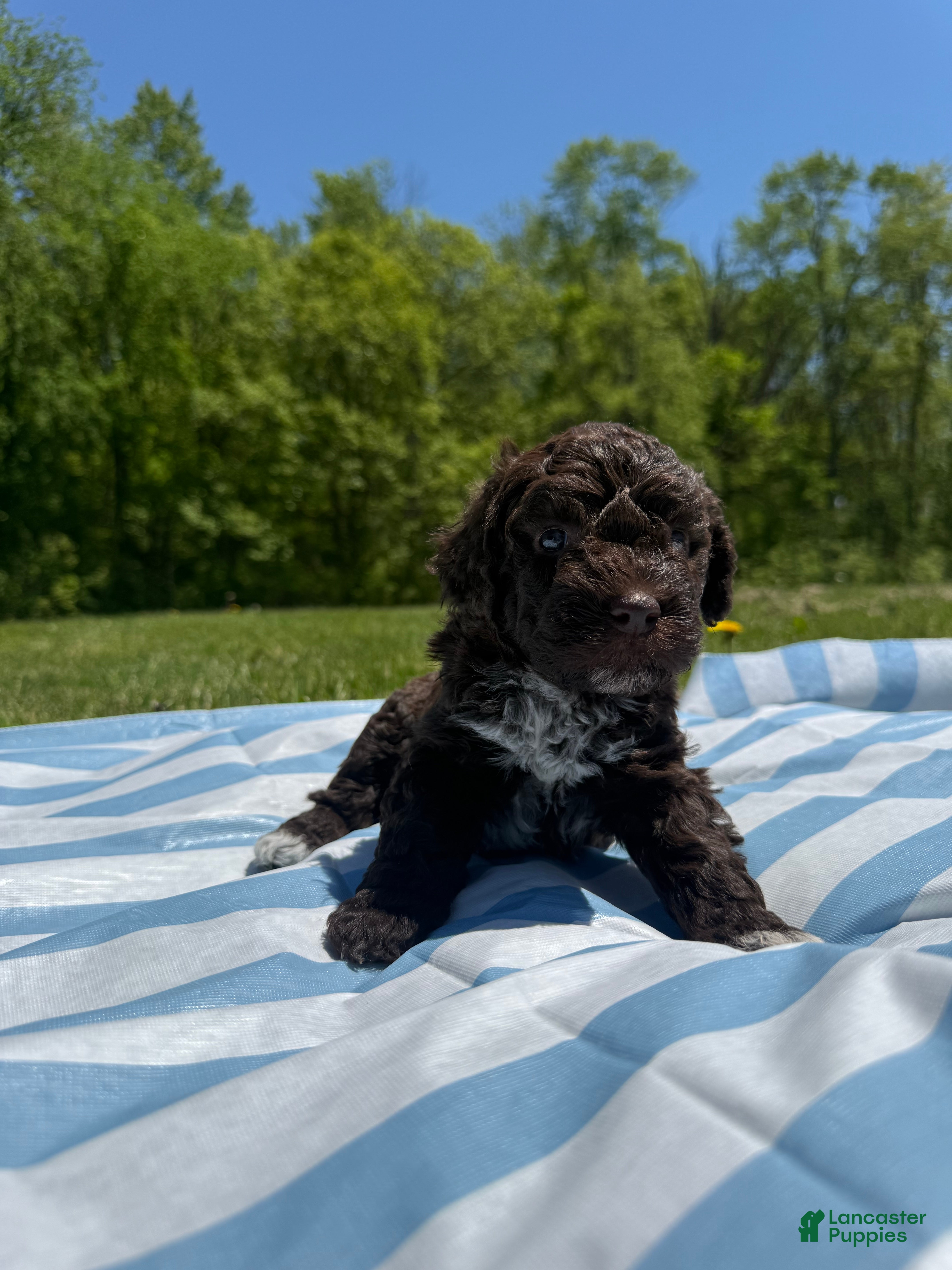 Lagotto Romagnolo dogs Lagotto Romagnolo Puppy 6 - Ad 11